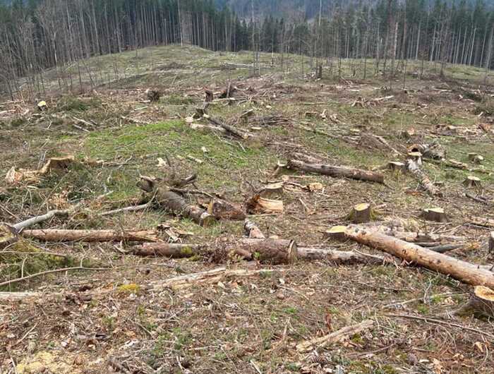 Лісничого з Карпат підозрюють у сприянні незаконній вирубці на майже 56 мільйонів гривень